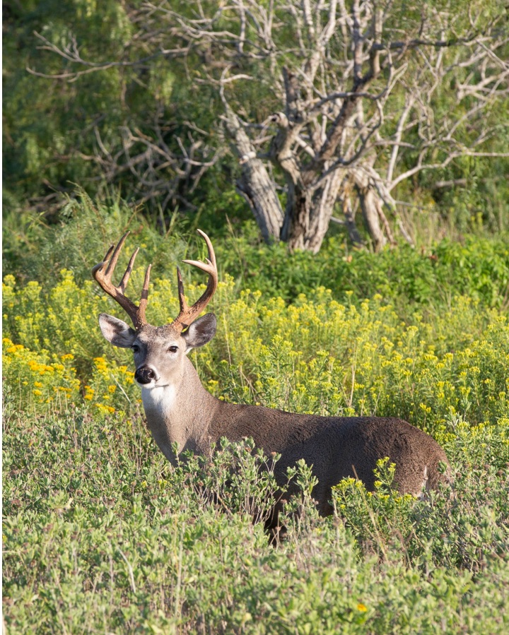 A picture of a stag wandering in the Texas brush. 
