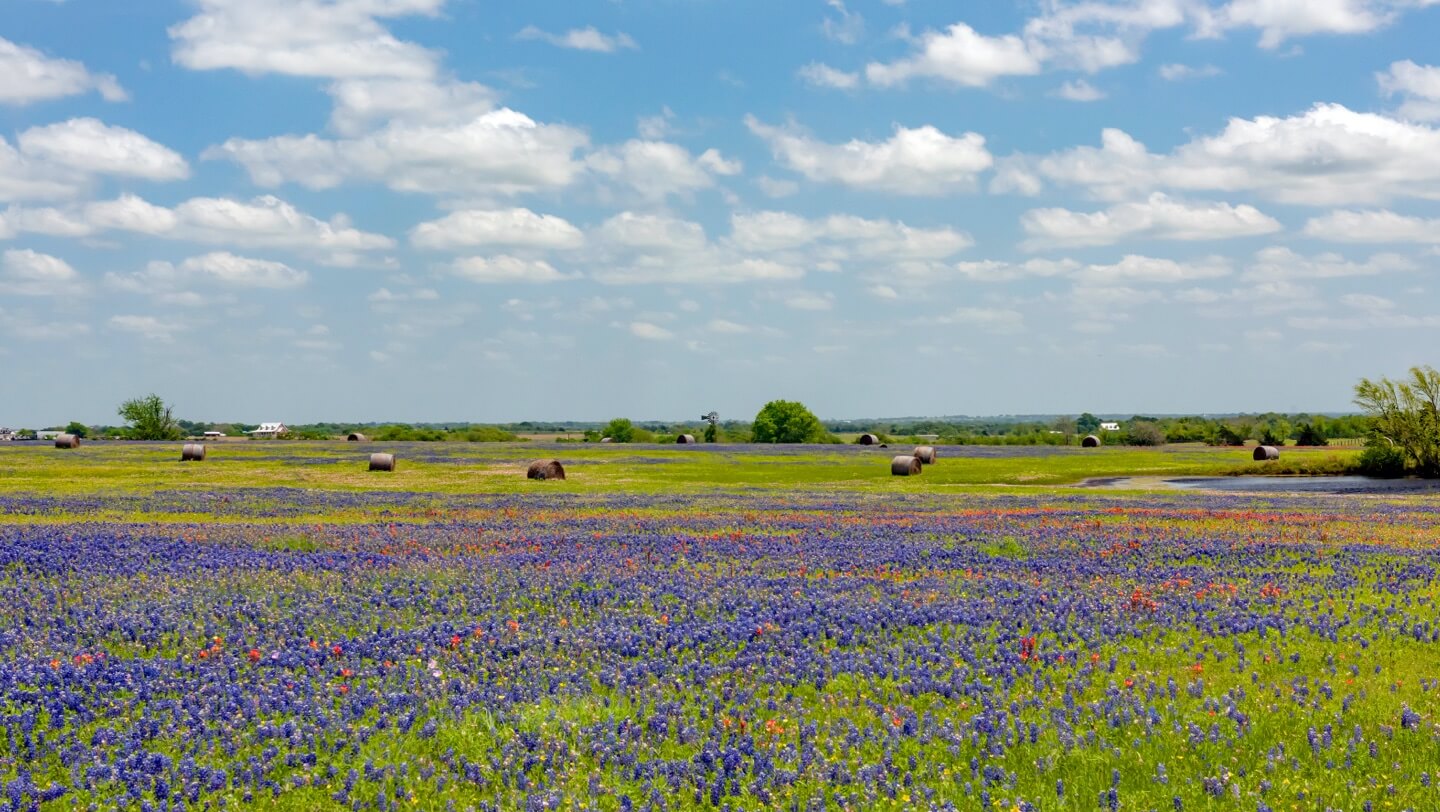 floral farmland