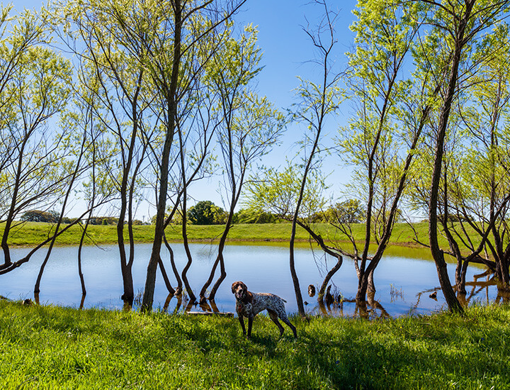 Greenary with dog