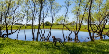 A picture of a dog standing in front of a pond.